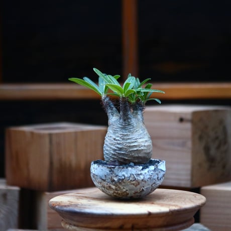 パキポディウム  グラキリス ／Pachypodium  gracilius     no.102461