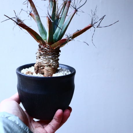 レウクテンベルギア  晃山    Leuchtenbergia principis  no.20346
