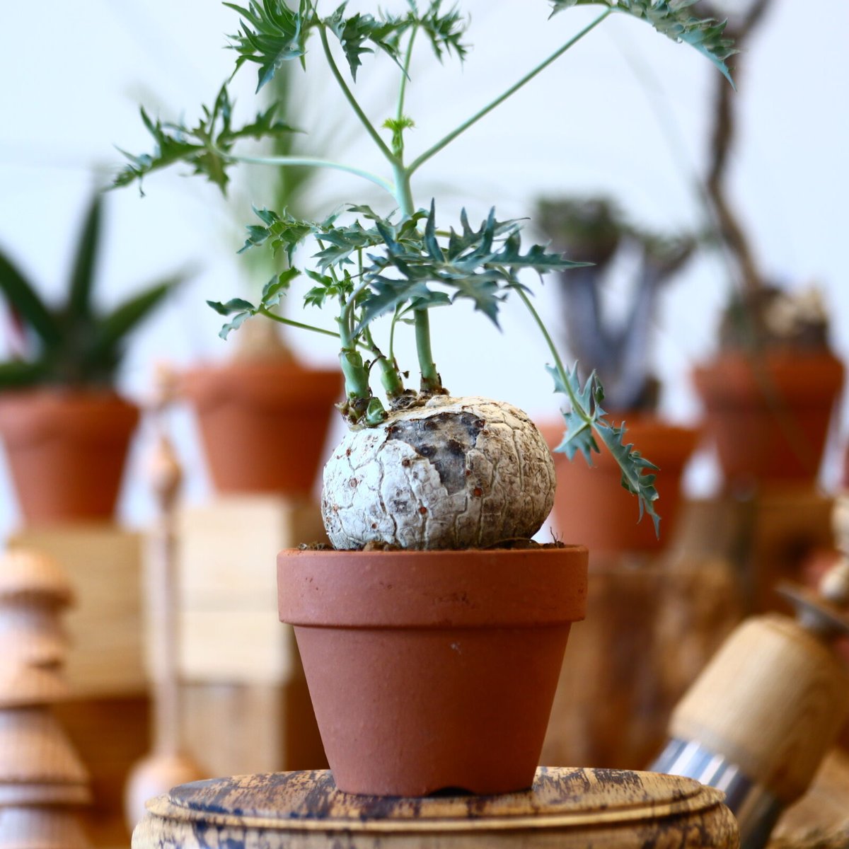 YAMABACHI × Jatropha cathartica no.100102 |