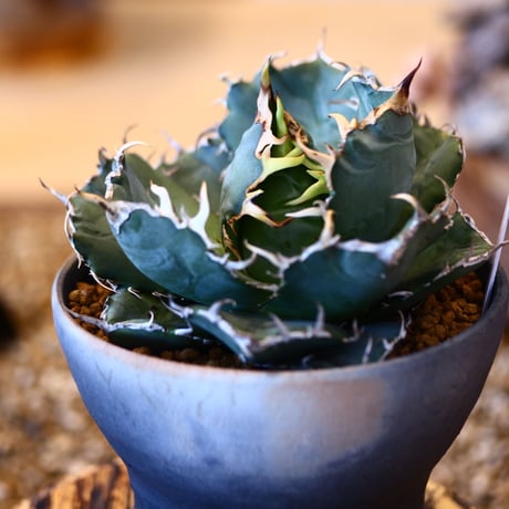 【9/9入荷未発根未活着ベアルート植込み】 Agave titanota White Whale   no.91773