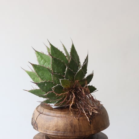 U.S. horrida (Agave horrida) / Style of Chika　no.1227-24