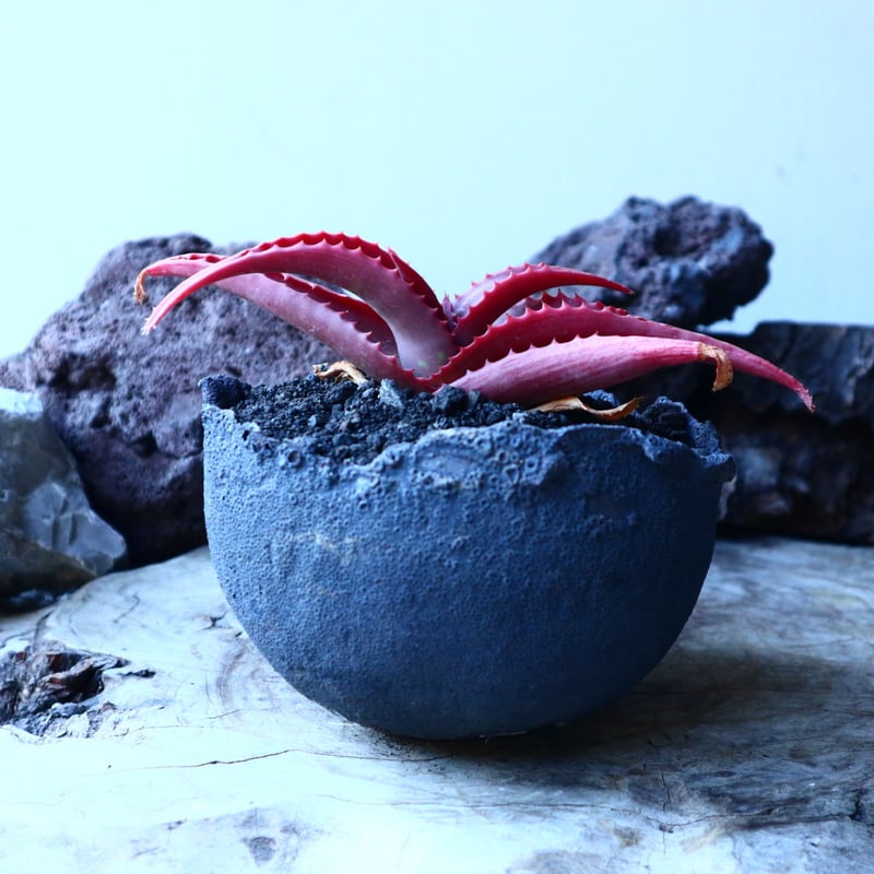 アロエ バンバレニー Aloe vanbalenii no.30102 | 芽の巣山