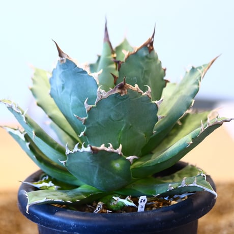 Agave titanota Sierra Mixteca　no.32454