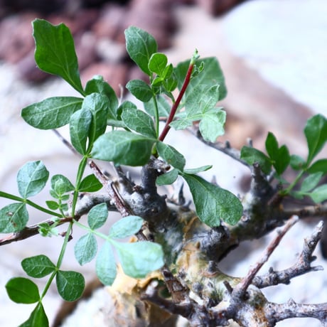 コミフォラ   ピンネイトリーブス  commiphora pinnate leaves no.71418