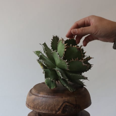 U.S. filigree (Agave titanota filigree) / Style of Chika　no.1227-50