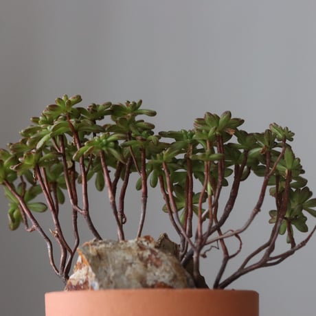 Aeonium sedifolium × YAMABACHI var. N/OH (3号鉢)  no.420-49