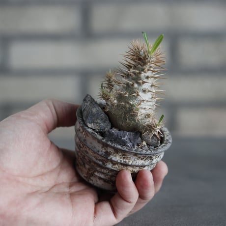 Pachypodium gracilius × takero pot (2.5号)  no.419/89