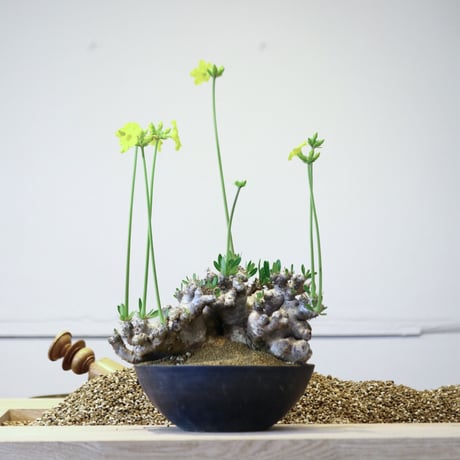 パキポディウム ブレビカリックス / Pachypodium densiflorum var. brevicalyx   no.42306