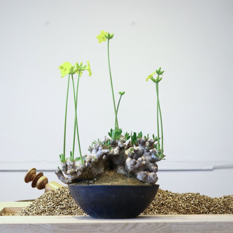パキポディウム ブレビカリックス / Pachypodium densiflorum パキポディウム ブレビカリックス / Pachypodium densiflorum