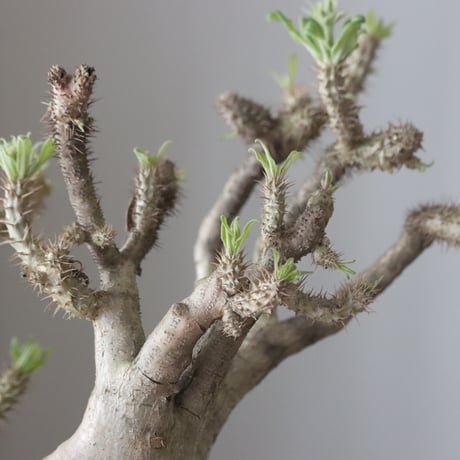 Pachypodium gracilius × Kazuhiro Arima / humanity pot (7.5号鉢)   no.420-46