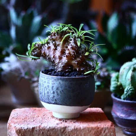 パキポディウム  ラメリー 綴化　Pachypodium lamerei f. crist.   no.81607