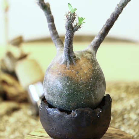 パキポディウム  グラキリス / Pachypodium  gracilius   no.52104