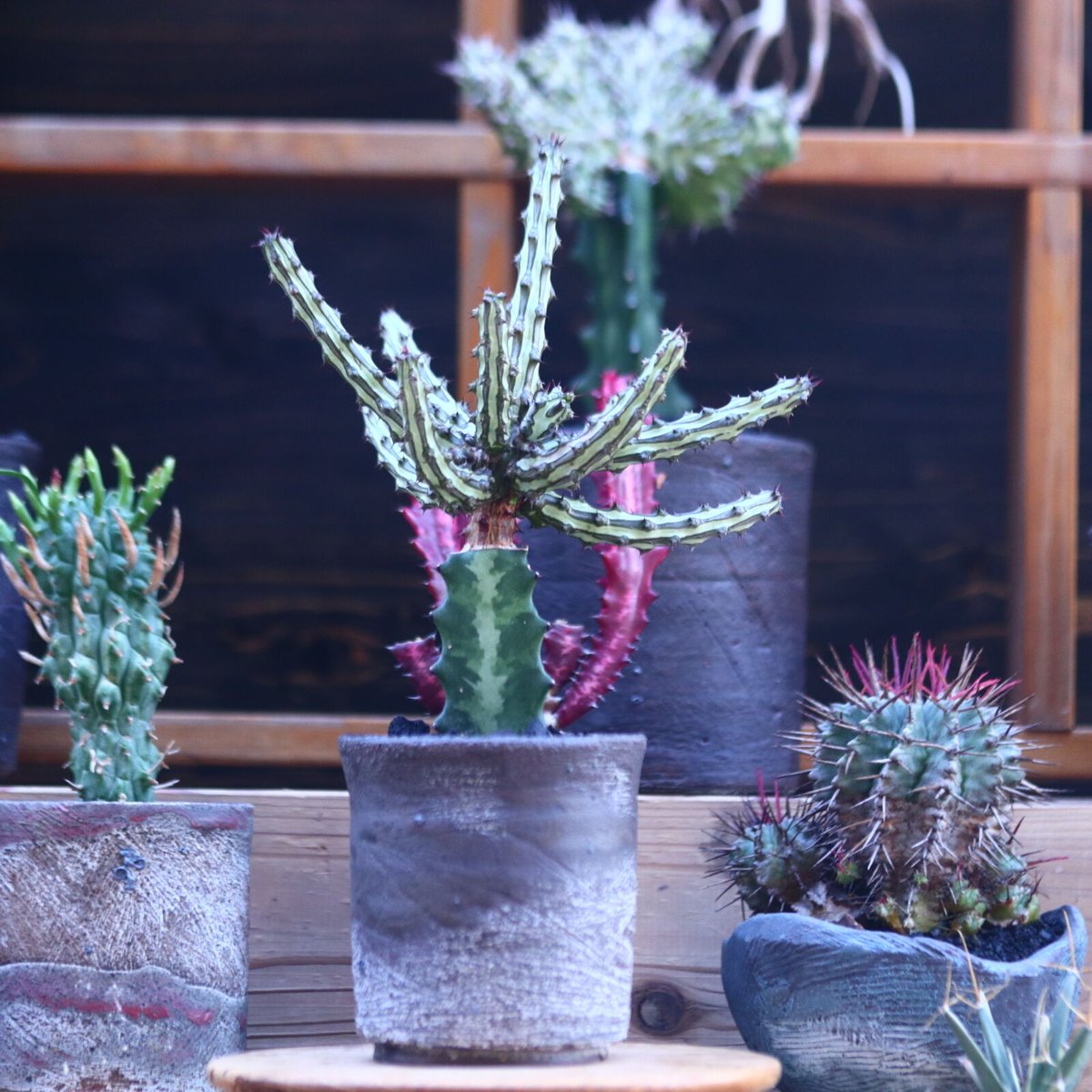 ユーフォルビア シザカンサ 接木 Euphorbia schizacantha n