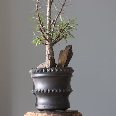 プルプシー×thha_ ザー　コレクション株 プルプシー×thha_ ザー コレクション株 フォークイエリアプルプシー