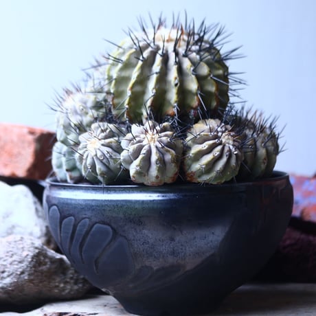 コピアポア 黒王丸 　Copiapoa cinerea　    no.42695