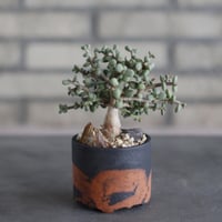 Ceraria pygmaea × N/OH (2.5号)  no.510/63