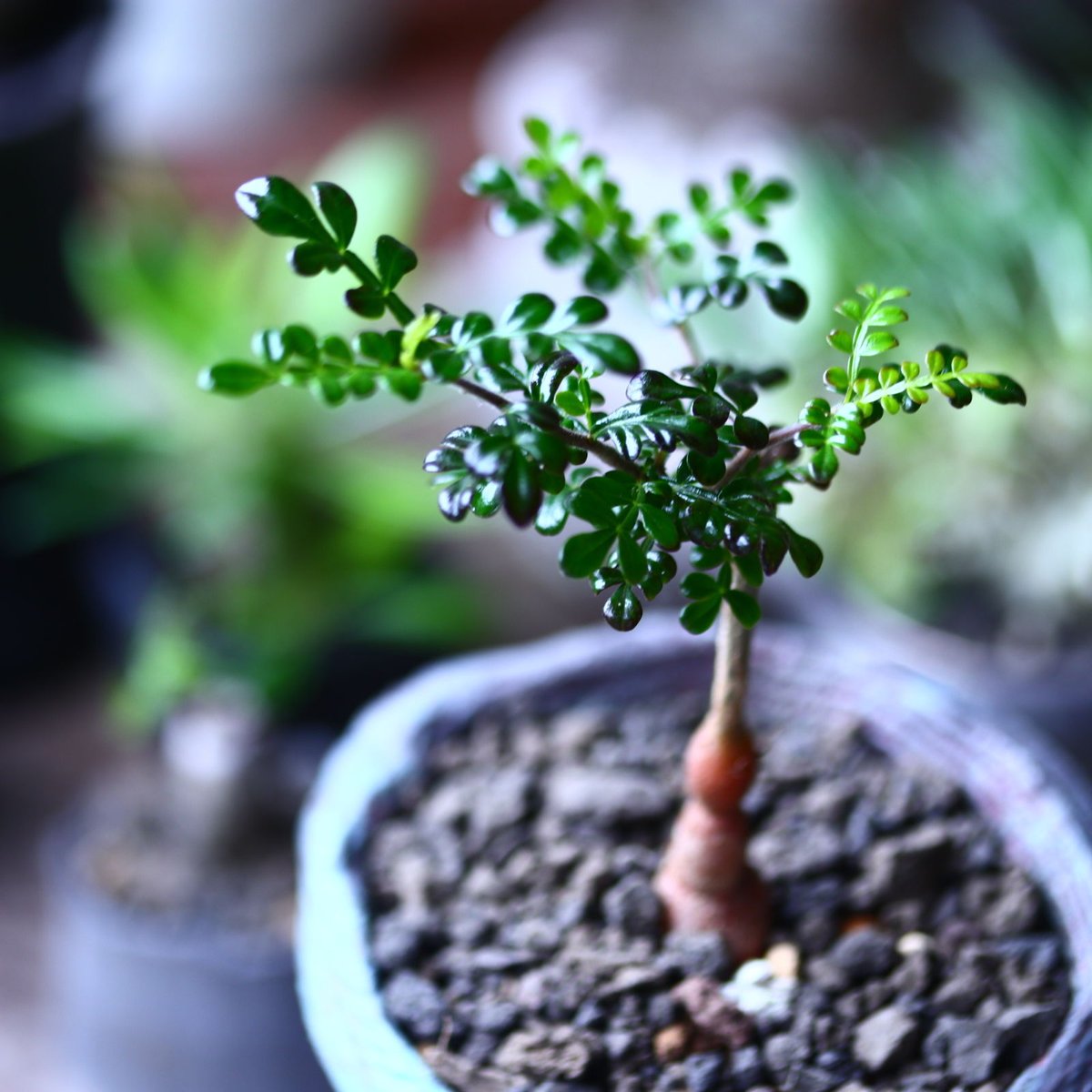 実生8年　オペルクリカリア　デカリー 植物販売】兵庫県宝塚市㈱陽春園植物場ネット通販