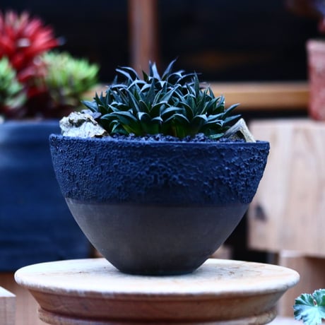 ハオルチア 大型パークシアーナ／Haworthia parksiana  no.21331