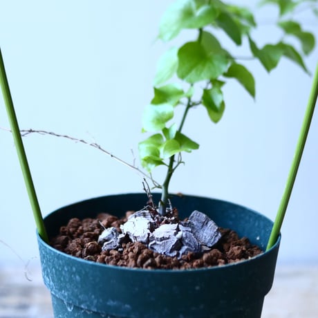 ディオスコレア   亀甲竜    Dioscorea elephantipe     no.110839-1