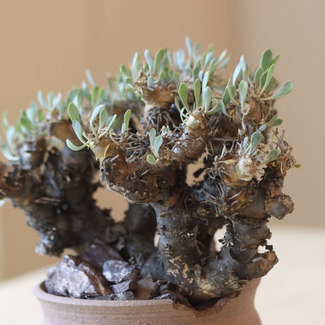 Othonna euphorbioides (黒鬼城) × N/OH   no.228-10
