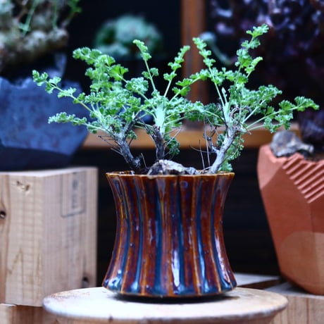 ペラルゴニム   アルテルナンス   Pelargonium alternans      no.10937