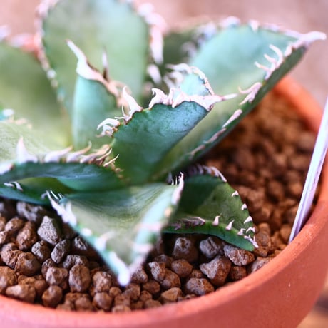 【9/9入荷未発根未活着ベアルート植込み】 Agave titanota "Filigree crested  no.91757
