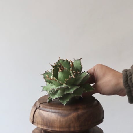 U.S. filigree (Agave titanota filigree) / Style of Chika　no.1227-42