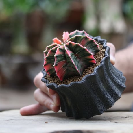 ギムノカリキウム  緋牡丹錦 (実生)／Gymnocalycium LB hyb.   no.101607