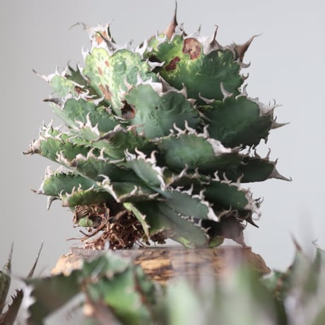 Agave titanota solareclipse / Style of Chika　no.42153