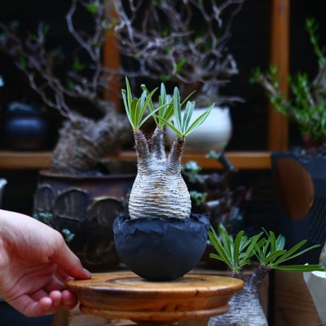 パキポディウム  グラキリス／Pachypodium  gracilius       no.92644