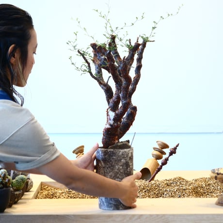 たけろうポット × Commiphora monstrosa   no.72364