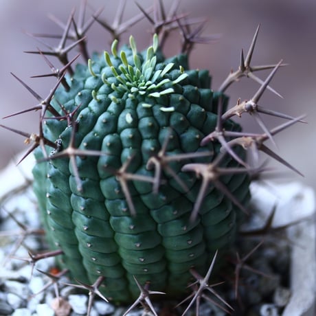 群星冠 Euphorbia stellispina   no.021