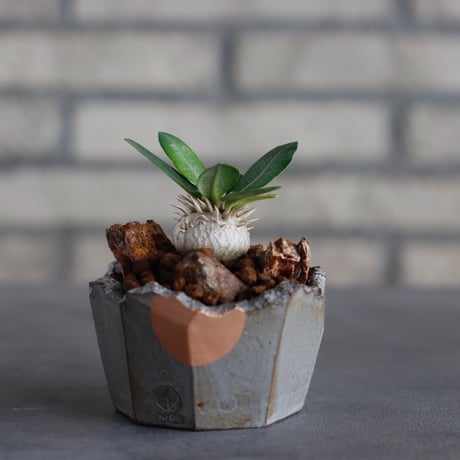 Pachypodium 恵比寿笑い × N/OH (2.5号)  no.817-35