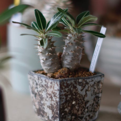 Pachypodium cactipes × takero pot (2.5号)  no.1214/10