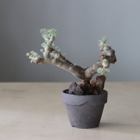 CATEGORY website up | 芽の巣山