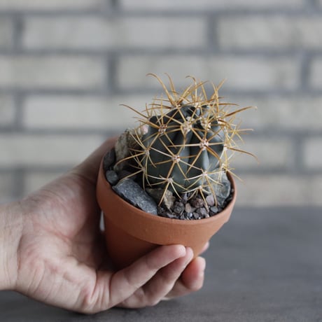 Ferocactus chrysacanthus (金冠竜) × YAMABACHI (3号) no.614/7