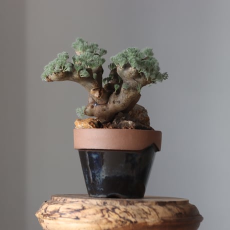 Sarcocaulon multifidum × YAMABACHI ver. P&A  no.61661