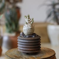 たけろうポット/ チギリ / スミ / LL no.623-74 | 芽の巣山