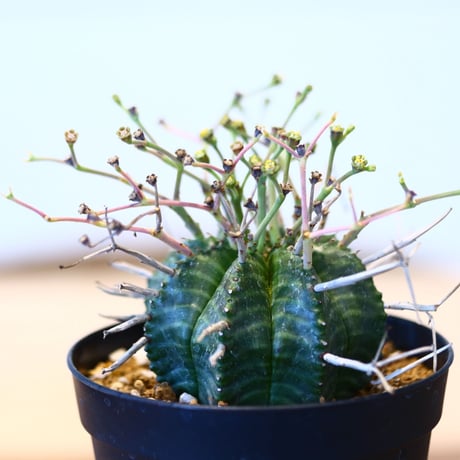 ユーフォルビア  バリダ♂ / Euphorbia valida    no.51457