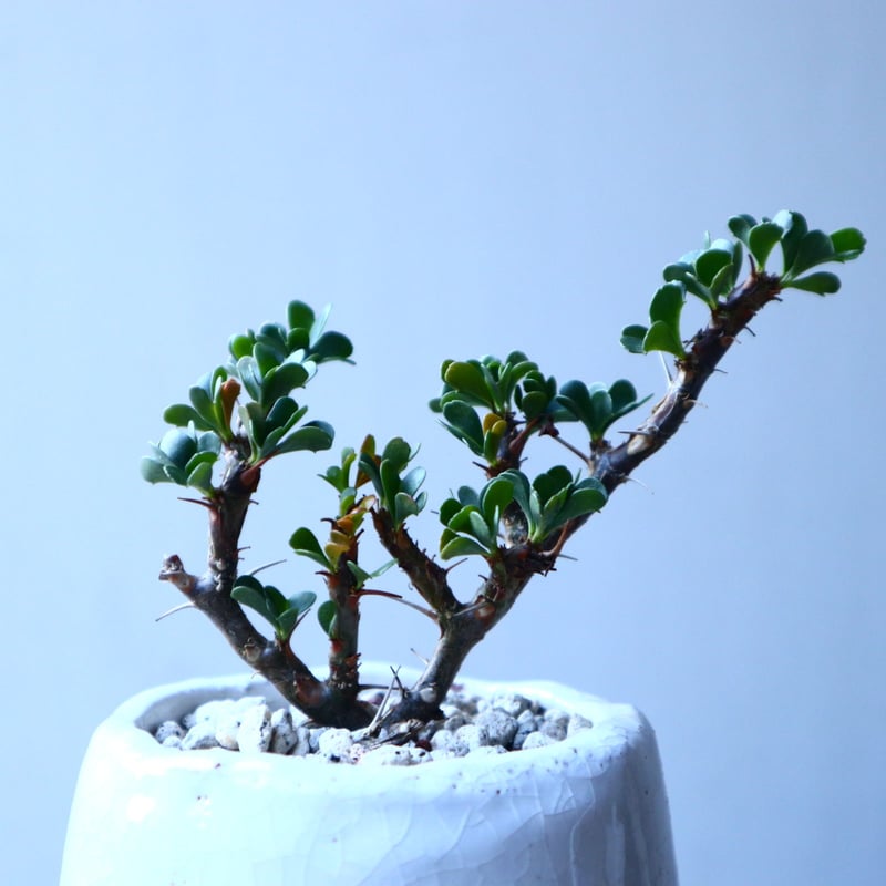 (最終価格)サルコカウロン バンデリエティアエ サルコカウロン バンデリエティアエ | mana's farm:塊根植物