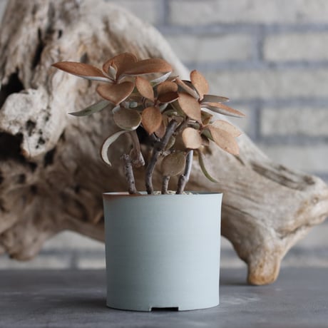 Kalanchoe orgyalis (仙人の舞) × 備前鉢3号 / twurue  no.607-18