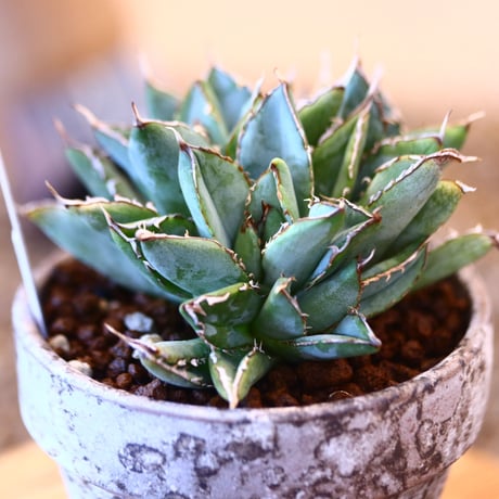 YAMABACHI ver. takero pot × Agave titanota "Filigree crested  no.102236