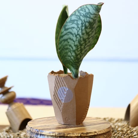 マッソニア | STORES