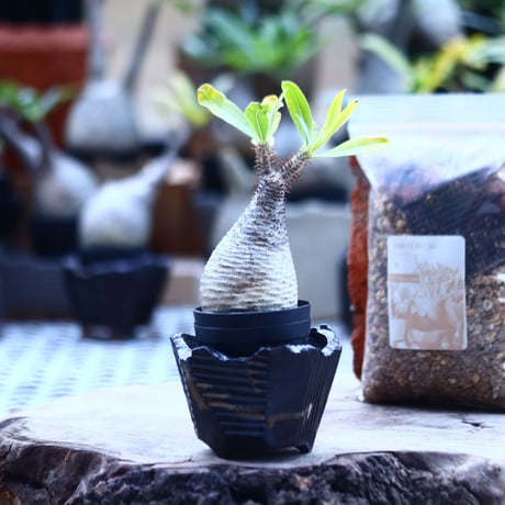 CATEGORY N/OH | 芽の巣山 