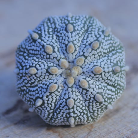 アストロフィツム   スーパー兜　抜き苗　 Astrophytum asterias 'Super Kabuto'      no.207/15