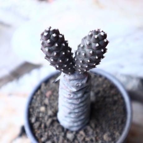 テフロカクタス アーティキュラータス イネルミス   松笠団扇  Tephrocactus articulatus var.inermis   no.72119