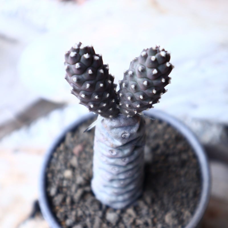 テフロカクタス アーティキュラータス イネルミス 松笠団扇