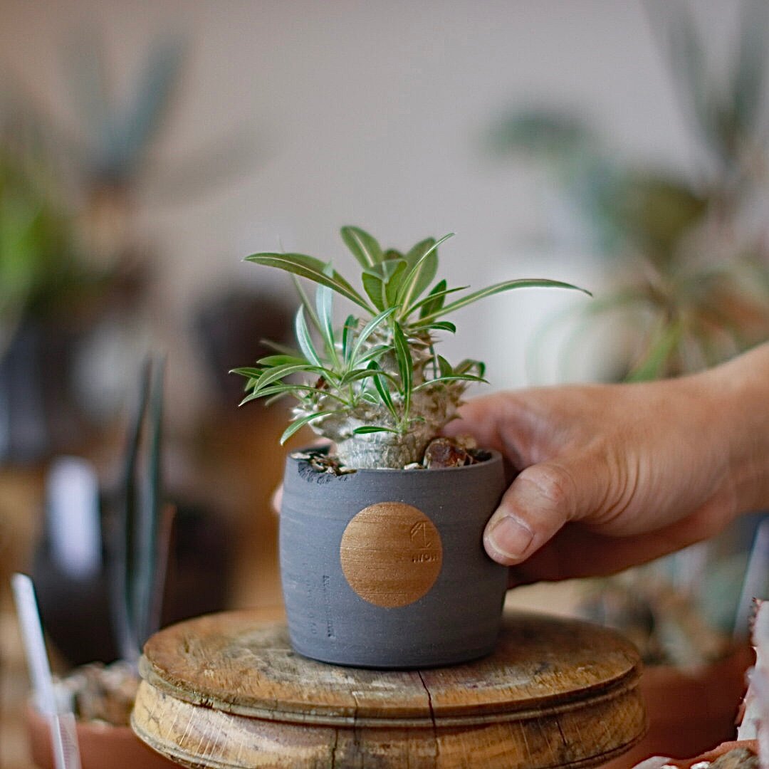 Pachypodium 恵比寿大黒 × N/OH (2.5号) no.1214/9 | 芽の巣山