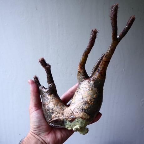 パキポディウム グラキリス 2頭 Pachypodium rosulatum var. gracilius no.70705