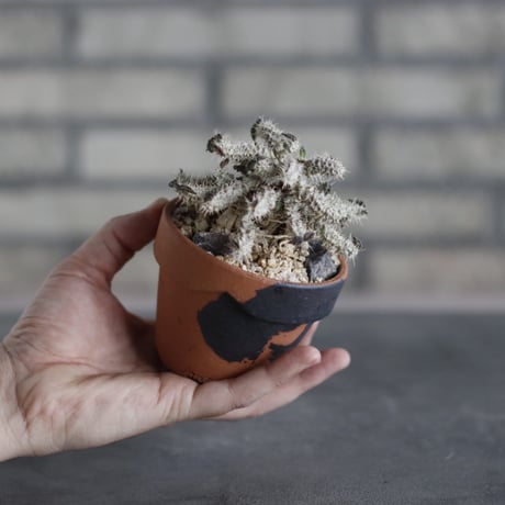Euphorbia tulearensis × N/OH(3号)  no.510/38